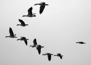 migrating geese
