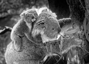 koala-animals