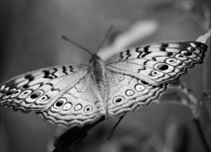 butterfly