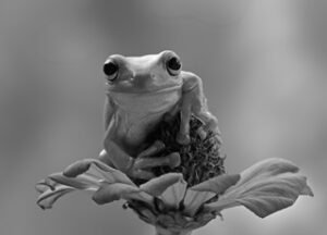 fablabs_web_b&w