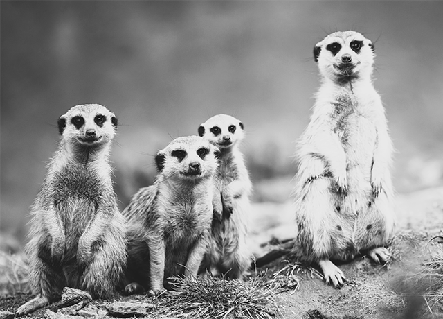 eco - web_B&W